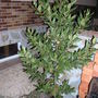LAUREL