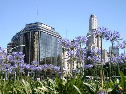 Agapanthus, Buenos Aires, November 2006 (Agapanthus africanus)