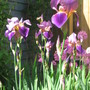 Bearded Iris (Iris germanica (Orris))