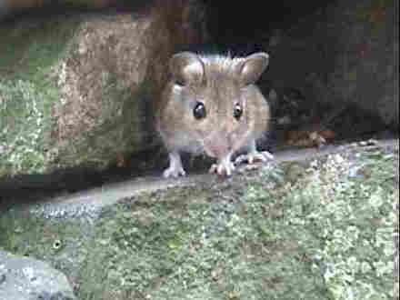 this a woodmouse that visits us in the wall. 