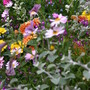 Summer pots 2006