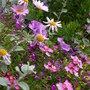 Summer pots 2006
