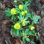 Eranthis hyemalis (Eranthis hyemalis)