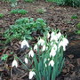 Galanthus_nivalis