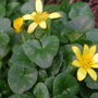 Celandines_in_the_lane