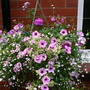Hanging basket - June 2006