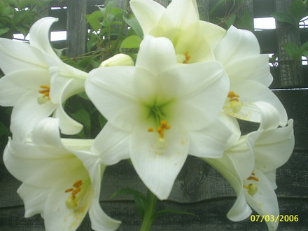 A garden flower photo