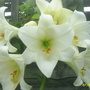 A garden flower photo