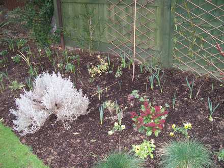woodland bed
