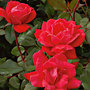 Double Knock Out Rose (Rosa 'Double Knock Out')