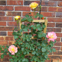 Joseph's Coat (Rosa 'Joseph's Coat')