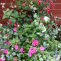 Red Diascia above mixed Summer bedding - June 2006 (Diascia)
