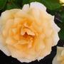 Winter Sunset Rose (Rosa)