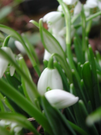 1st_Snowdrops.jpg (Galanthus)