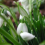 1st_Snowdrops.jpg (Galanthus)