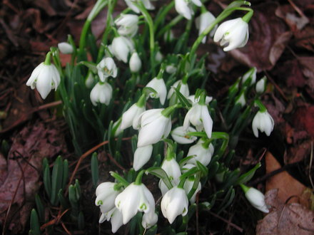 first_Snowdrops.jpg (Galanthus)