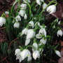 first_Snowdrops.jpg (Galanthus)