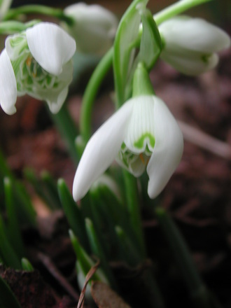 close_up_snowdrop.jpg (Galanthus)