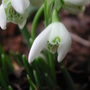 close_up_snowdrop.jpg (Galanthus)