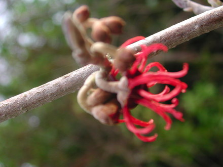 First flower to open. (Hamamelis x intermedia (Witch hazel))