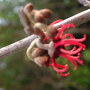 First flower to open. (Hamamelis x intermedia (Witch hazel))