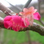 Ben_chidori_bloom_2