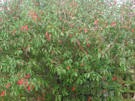 Unknown_tree.jpg (Photinia)