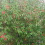 Unknown_tree.jpg (Photinia)