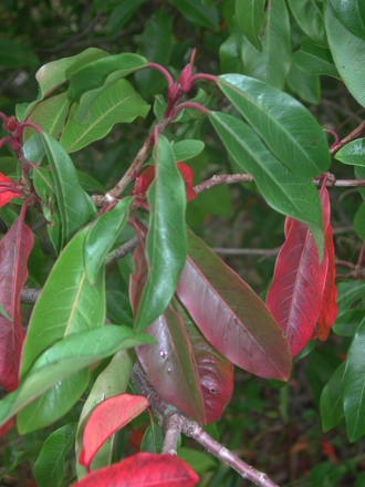 Leaves_from_unknown_tree.jpg (Photinia)
