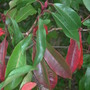 Leaves_from_unknown_tree