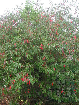 Photinia 'Redstart' (Photinia)