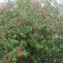 Photinia 'Redstart' (Photinia)