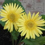 My Yellow Gerbera's