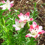 Asiatic Lily - 2 (Lilium (Asiatic hybrid))