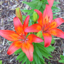 Asiatic Lily - 3 (Lilium (Asiatic hybrid))