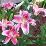 Stargazers