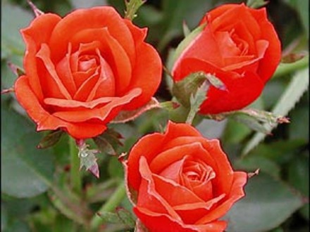 Bambino 2007 (Rosa)