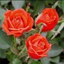 Bambino 2007 (Rosa)