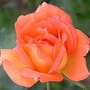 Work of Art - 2007 (Rosa)