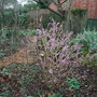 Daphne mezereum 2 (Daphne mezereum)