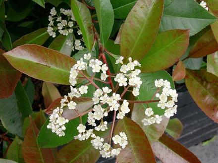 Chinese Photinia (Photinia Serrulata)