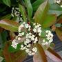 Photinia