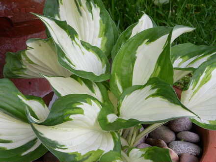 Hosta Fire and Ice