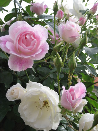 Standard Pink Iceberg Rose