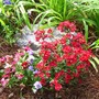 Red Dianthus (Dianthus)