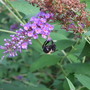 Butterfly Bush