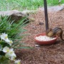 chipmunk.jpg