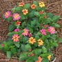 Confetti Lantana (Lantana camara (Lantana))