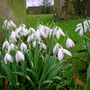 Snowdrops_bampton