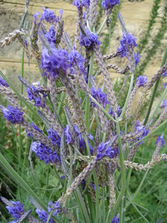 A garden flower photo